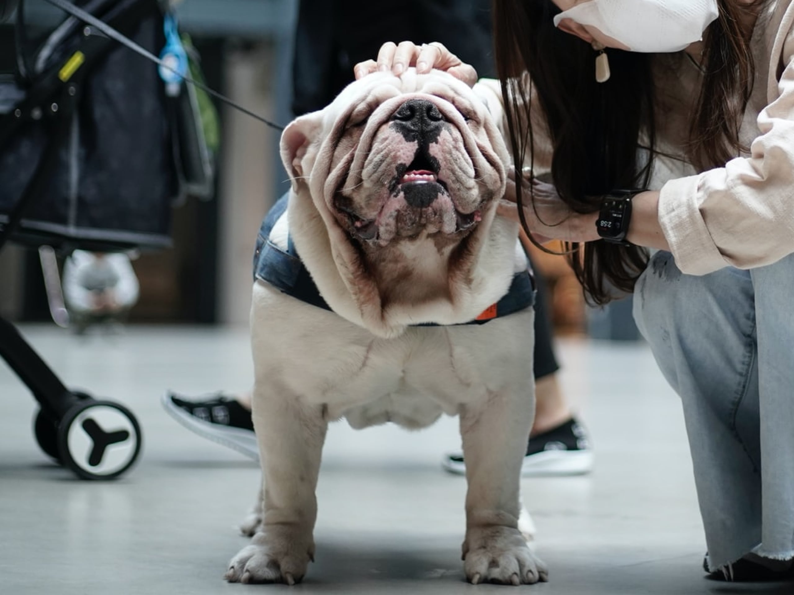 Can dogs get COVID19?